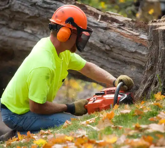 tree services Calcutta